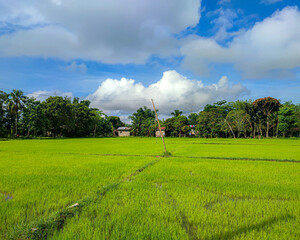 Rice paddy in the Philippines