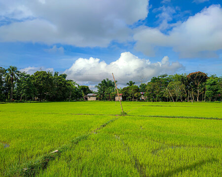 Rice Paddy In The Philippines