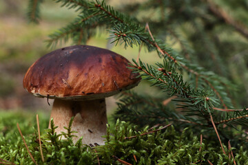 Beautiful porcini mushroom growing in forest near spruce tree, closeup