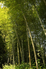 Fototapeta na wymiar Beautiful green bamboo plants growing in forest