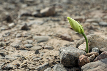 Beautiful flower growing in dry soil, space for text. Hope concept