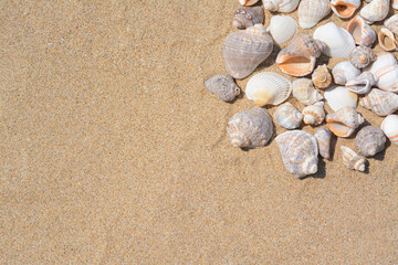 Fototapeta na wymiar Many beautiful sea shells on sandy beach, flat lay. Space for text