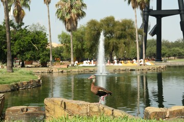 Black bellied whistling duck near pond in park