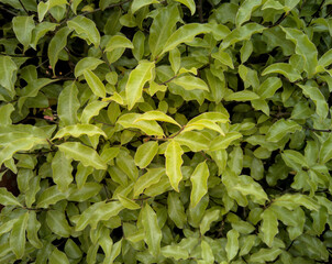 wall and bush of green leaves