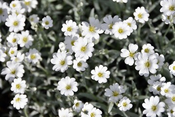 Small White Flowers