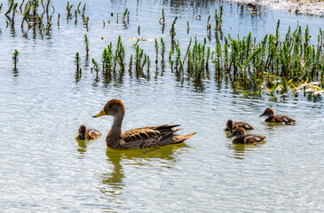 patos en agua volando