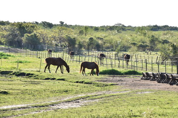 caballos campo paisaje