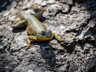 reptil verde en selva