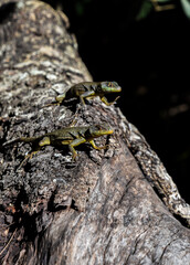 reptil verde en selva
