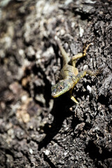 reptil verde en selva