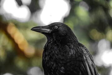 漆黒のカラス（ハシブトガラス）