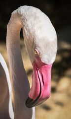 aves libres animal