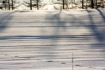 雪原の影と野生動物の足跡
