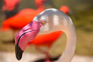 aves libres animal