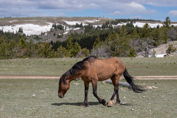 Dun wild horse stallion angrily walking past in the Pryor Mountain wild horse reserve in the...