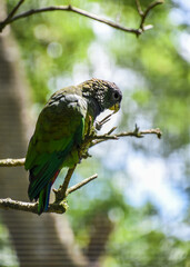 loro en habitad animal