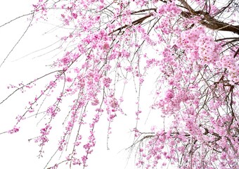 Obraz na płótnie Canvas ピンクの枝垂れ桜、しだれ桜のクローズアップ、日本の春の桜の花、サクラ