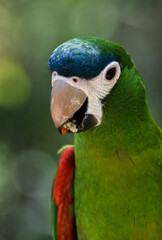 loro en habitad animal