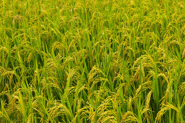 Close up of yellow green rice field rainy season in Thailand.