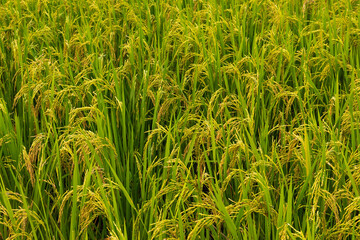 yellow green rice field rainy season in Thailand.