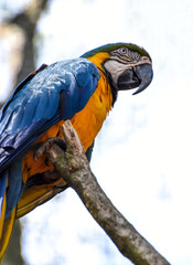 loro en habitad animal