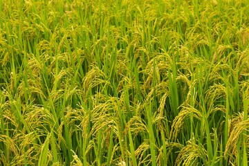 Close up of yellow green rice field rainy season in Thailand.