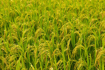 Yellow green rice field rainy season in Thailand.