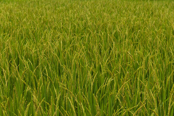 Close up of yellow green rice field rainy season in Thailand.