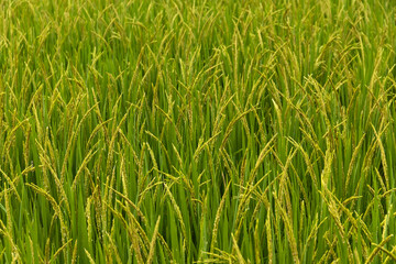Close up of yellow green rice field rainy season in Thailand.