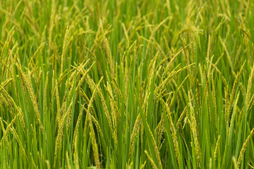 Fototapeta na wymiar Close up of yellow green rice field rainy season in Thailand.
