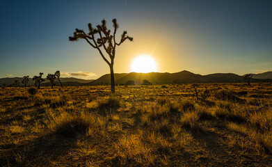 Sunset in the desert