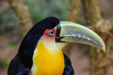 tucan negro y naranja
