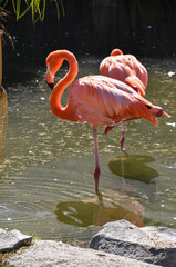 ave, animal, naturaleza, fauna, emplumar, acuático, pico, pavo, alas