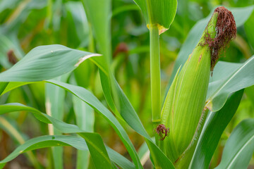 Young and green corn field during the summer. Concept of agricultural, produce, maize and farming.