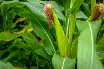 Green field of corn in Thailand.