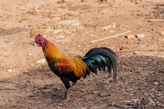 Gamecock stands gracefully on an open area dotted with trees and litter. Local chicken in Thailand.