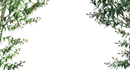 orange ball buddleja or matico plant branches and shrub isolated