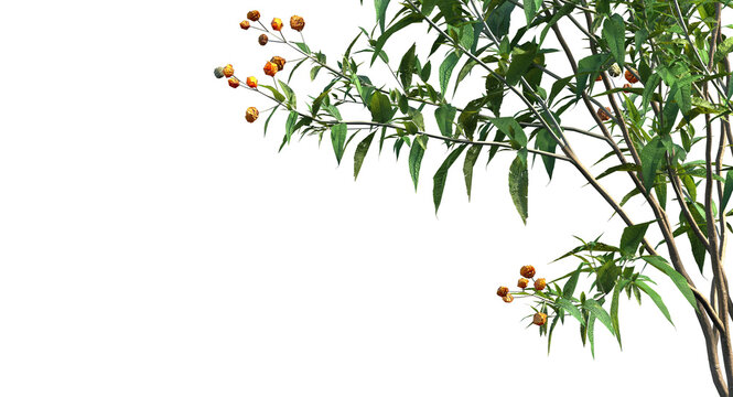orange ball buddleja or matico plant branches and shrub isolated