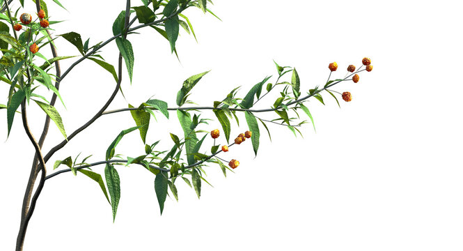 orange ball buddleja or matico plant branches and shrub isolated