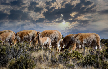 alpaca en montaña con paisaje