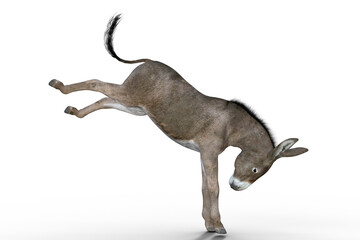 A donkey that kicks.