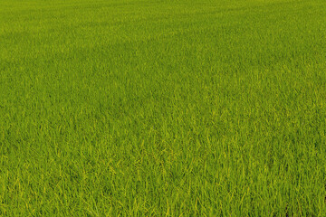 Fototapeta premium The landscape of green young rice fields.