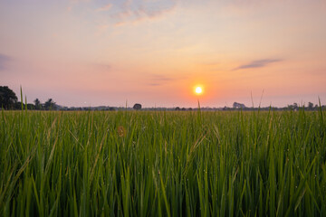 Beautiful sunrise and rice field green grass background.