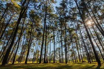 Pine forest nature and sunlight in mountain hill,  blue sky background.