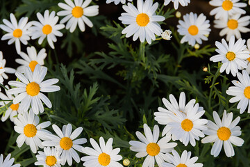 Top view chamomile flowers for background and texture.
