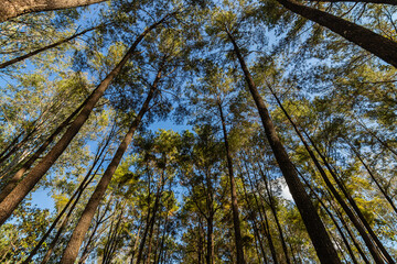 Pine forest nature in mountain hill,  blue sky background.