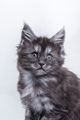 blue Maine Coon Kitten on a white background. cat portrait in photo studio