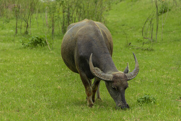 Thai buffalo eating grass in big neutral field.