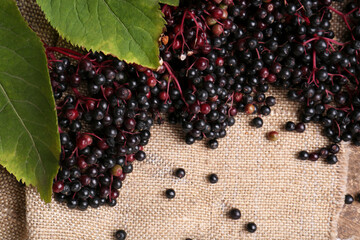Tasty elderberries (Sambucus) on sack cloth, flat lay