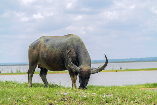 Thai buffalo eating grass in big neutral field.